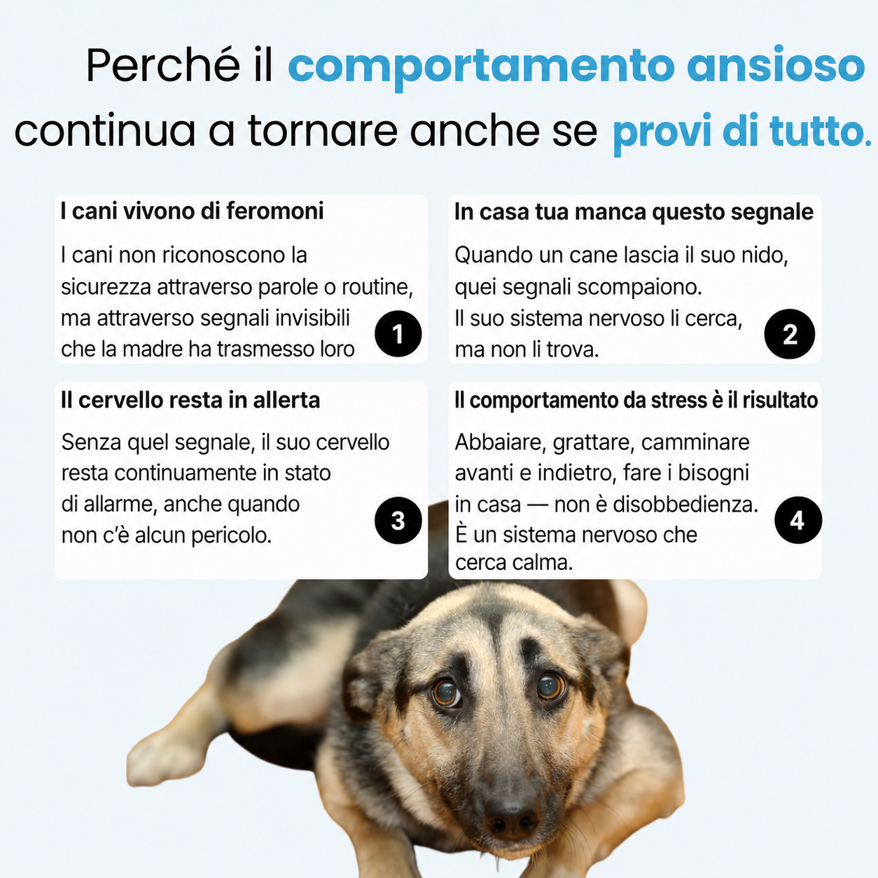 Kit diffusore calmante per cani